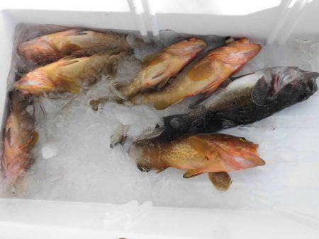 大進丸(新潟) 釣果