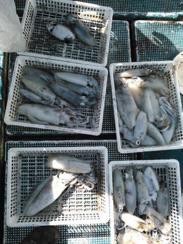 フィッシングガイド りょう 釣果