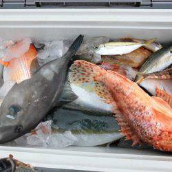 大進丸（新潟） 釣果