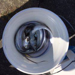 遊漁船高橋 釣果