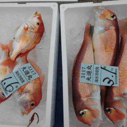 大進丸(新潟) 釣果