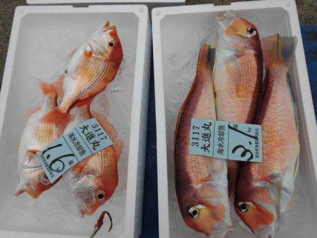 大進丸(新潟) 釣果