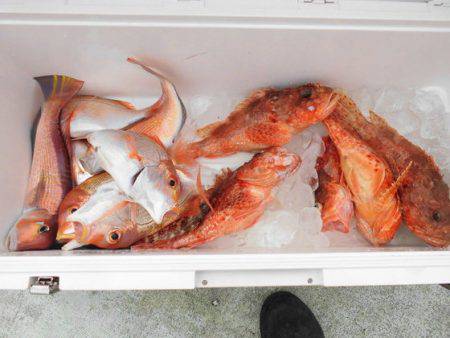 大進丸(新潟) 釣果