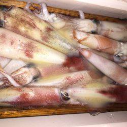 幸風(さちかぜ) 釣果