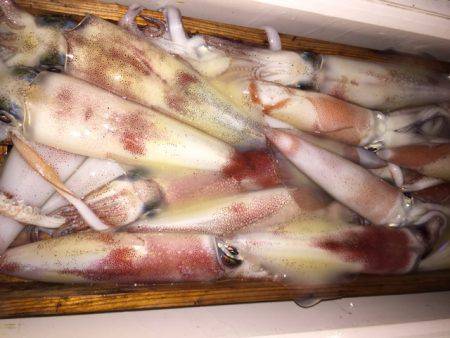 幸風(さちかぜ) 釣果