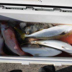 大進丸(新潟) 釣果