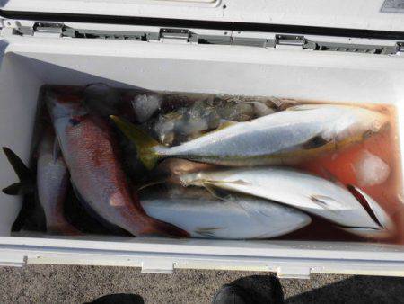 大進丸(新潟) 釣果