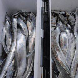 遊漁船 幸友丸 釣果