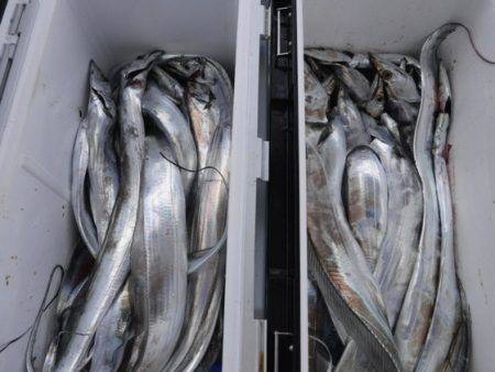 遊漁船 幸友丸 釣果