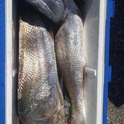 遊漁船 新鋭丸 釣果