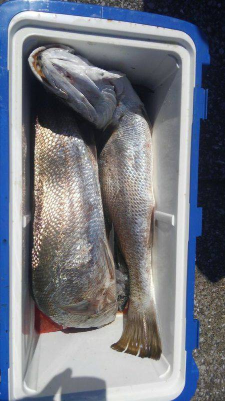 遊漁船 新鋭丸 釣果