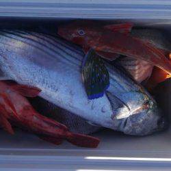 遊漁船 新鋭丸 釣果