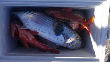 遊漁船 新鋭丸 釣果