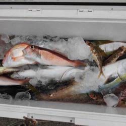 大進丸（新潟） 釣果