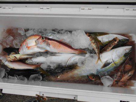 大進丸（新潟） 釣果