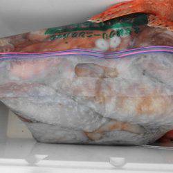 大進丸(新潟) 釣果