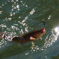 小菅トラウトガーデン 釣果