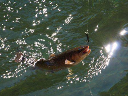 小菅トラウトガーデン 釣果