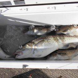 大進丸(新潟) 釣果