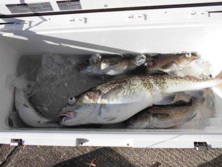 大進丸(新潟) 釣果