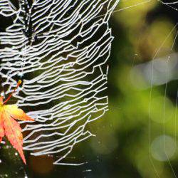 小菅トラウトガーデン 釣果