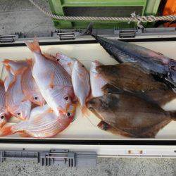 大進丸(新潟) 釣果