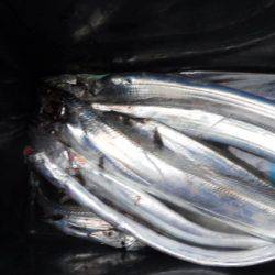 遊漁船 幸友丸 釣果