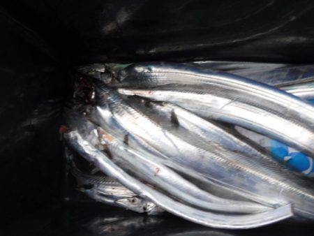 遊漁船 幸友丸 釣果