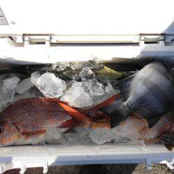 大進丸(新潟) 釣果