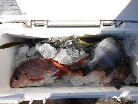 大進丸(新潟) 釣果