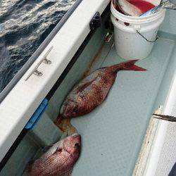 遊漁船ブルーウッズ 釣果