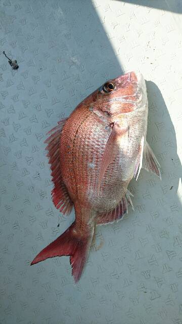 遊漁船ブルーウッズ 釣果