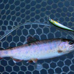 小菅トラウトガーデン 釣果