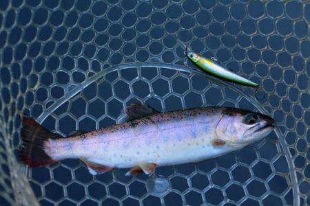 小菅トラウトガーデン 釣果