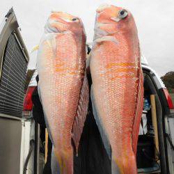 大進丸(新潟) 釣果