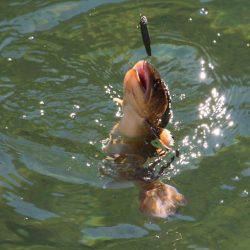 小菅トラウトガーデン 釣果