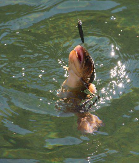 小菅トラウトガーデン 釣果