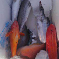 遊漁船 新鋭丸 釣果