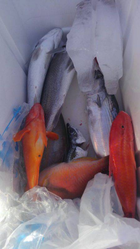 遊漁船 新鋭丸 釣果