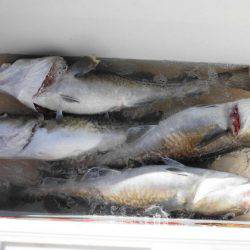 大進丸(新潟) 釣果