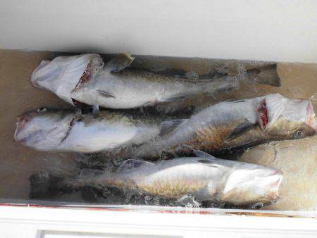 大進丸(新潟) 釣果