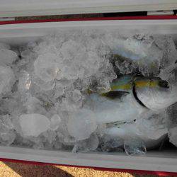 大進丸(新潟) 釣果