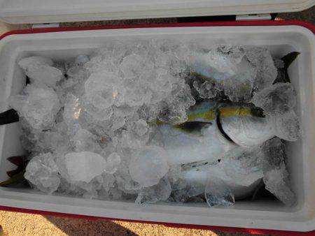 大進丸(新潟) 釣果