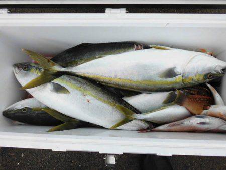 大進丸（新潟） 釣果