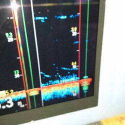 遊漁船ブルーウッズ 釣果