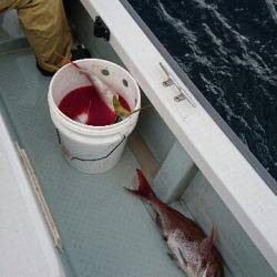 遊漁船ブルーウッズ 釣果