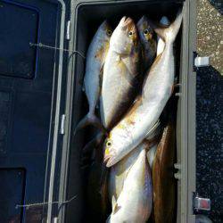 遊漁船 新鋭丸 釣果