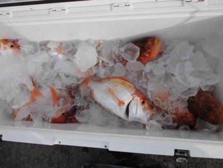 大進丸(新潟) 釣果