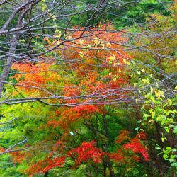 小菅トラウトガーデン 釣果