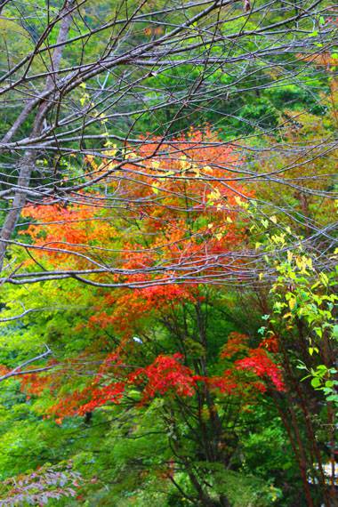 小菅トラウトガーデン 釣果
